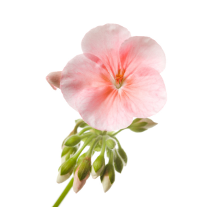 Ecocert Anti-Parasitic Dog Lotion