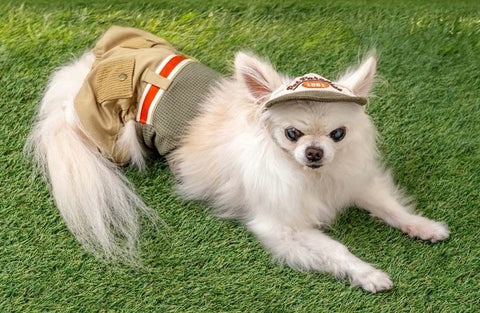 Pet Paradise CAP