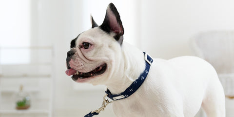 Ripple Marine Collar