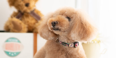 Miyabi Collar
