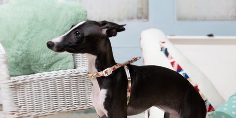 Miyabi Neck Harness