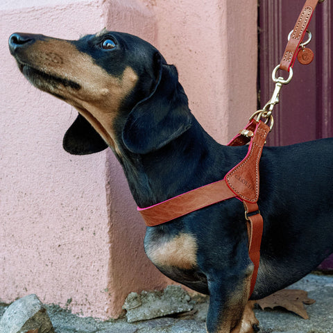 Prince Park Harness
