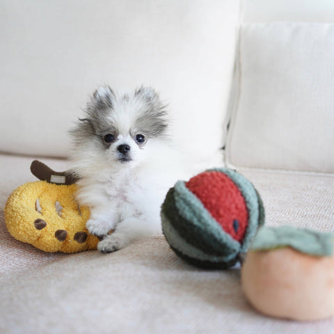 WATERMELON POP// ENRICHMENT DOG TOY // Squeaky Ball