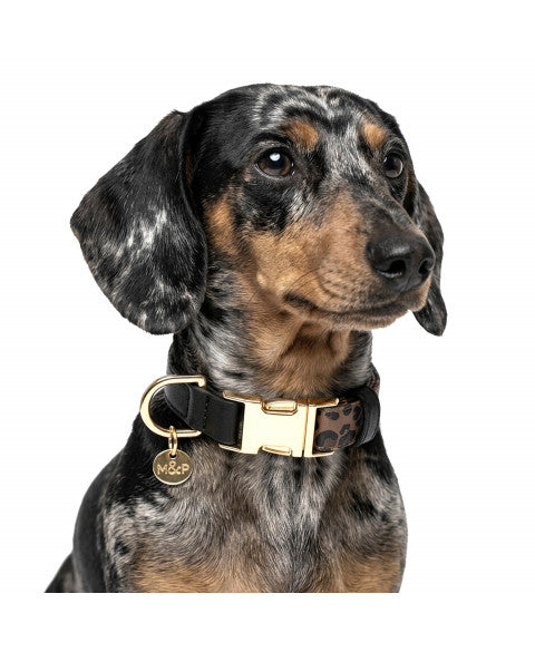 Zaria Adjustable Collar