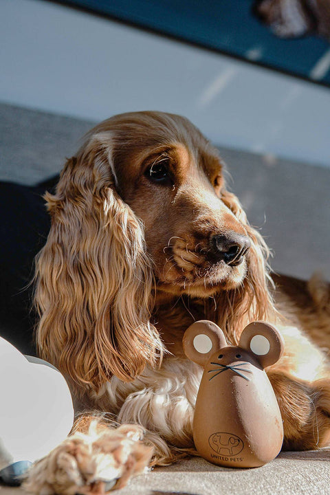 Tato latex toy for dogs and cats