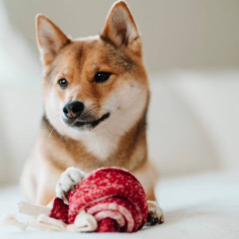 LOLLIPOP // ENRICHMENT DOG TOY // SNUFFLE TOY