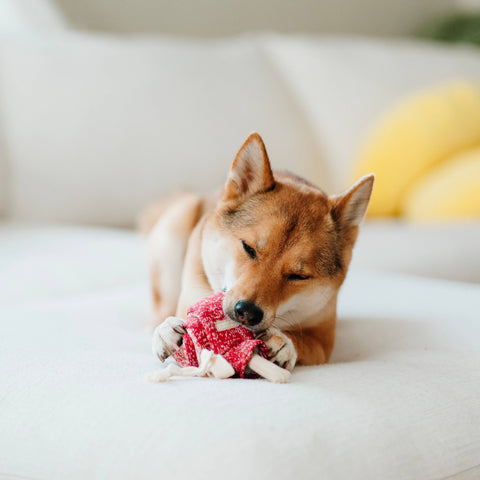 LOLLIPOP // ENRICHMENT DOG TOY // SNUFFLE TOY