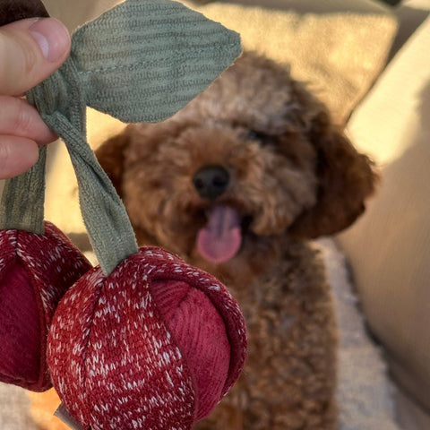 CHERRY POP // ENRICHMENT DOG TOY // Squeaky + Snuffle