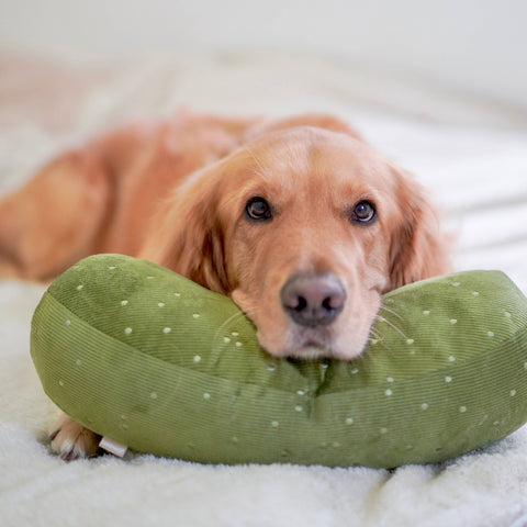 GIANT PICKLE // ENRICHMENT DOG TOY // Cuddle Toy