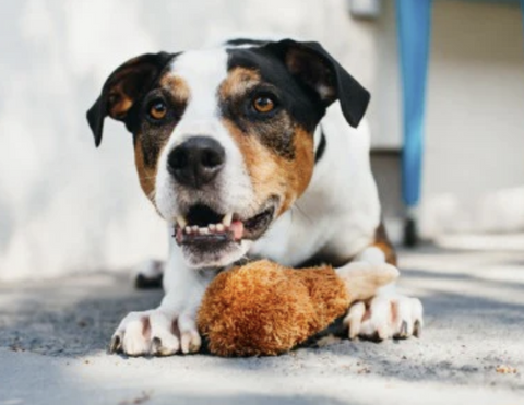 Fried Chicken Plush Dog Toy