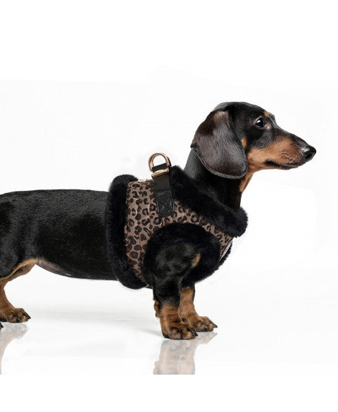 Asha Harness Jacket