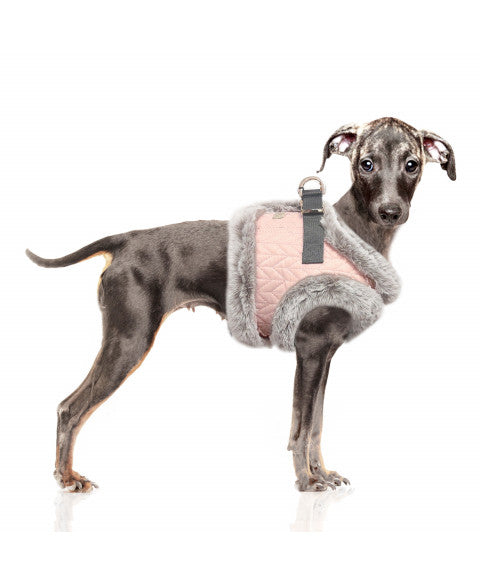 Janette Harness