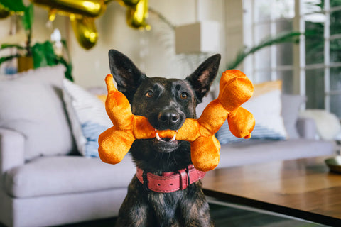 Balloon Dog Buddy - Party Animal