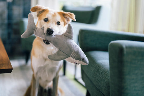 Great White Gabe - Ocean Buddies Dog Toy