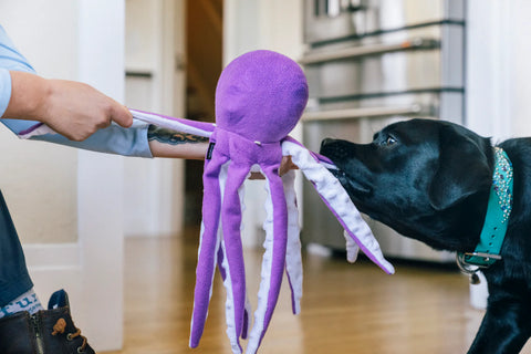 Opal the Octopus - Ocean Buddies Dog Toy