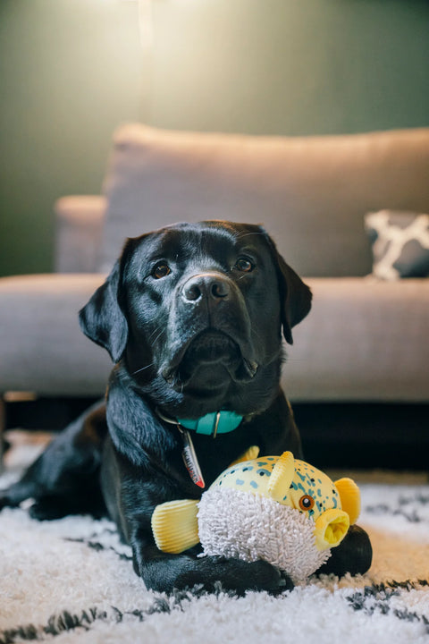Puffer Fish - Ocean Buddies Dog Toy