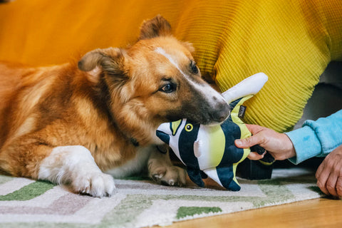 Moorish Idol - Ocean Buddies Dog Toy