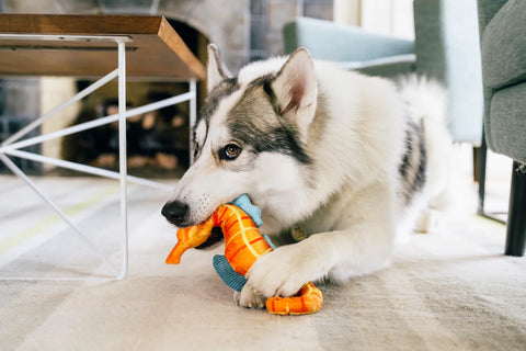 Deep Sea Seahorse - Ocean Buddies Dog Toy
