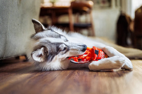 International Classic Slurp It Up